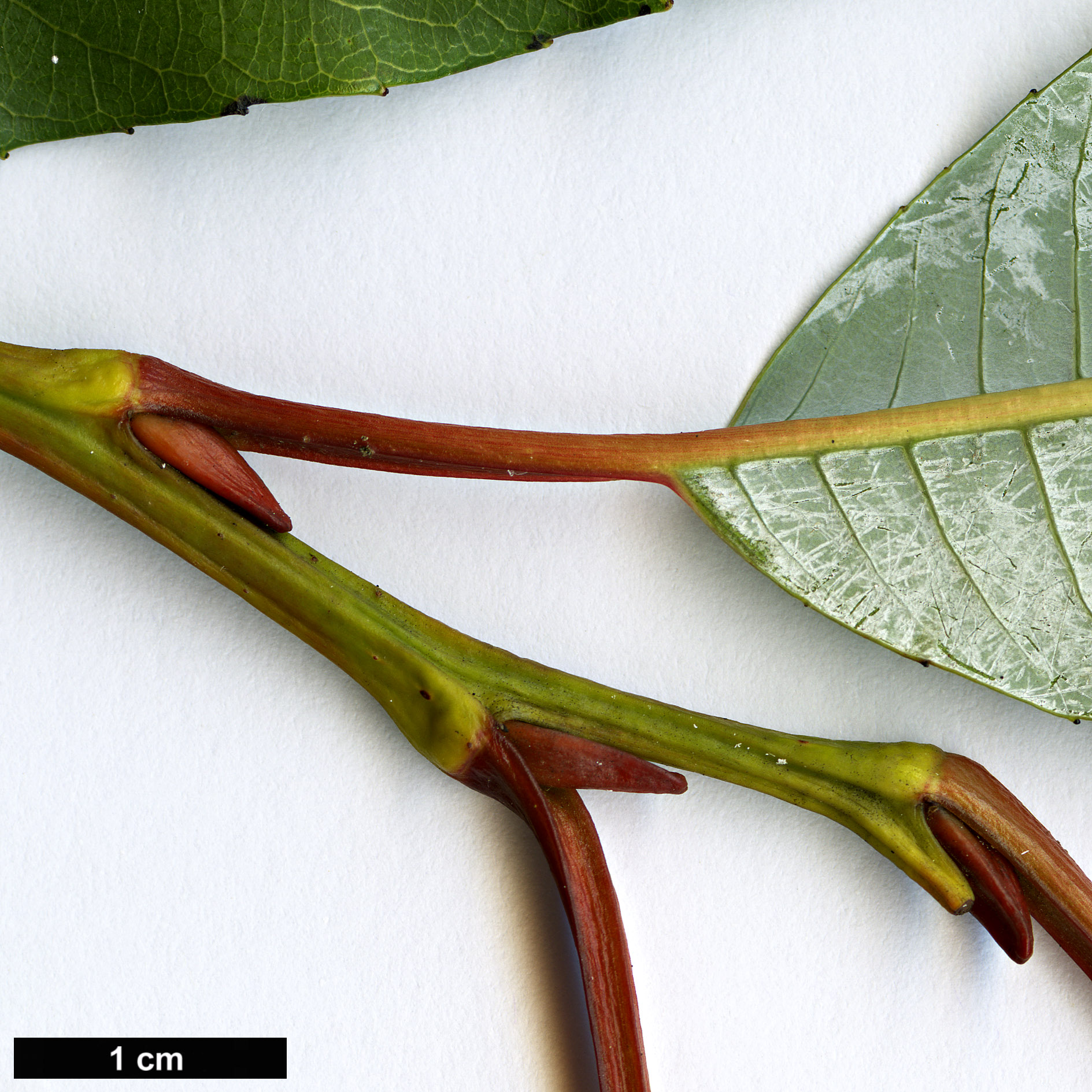 High resolution image: Family: Salicaceae - Genus: Salix - Taxon: balansae - SpeciesSub: var. balansae